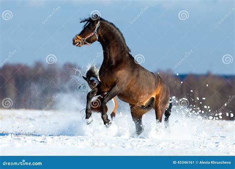 Two Horses Running Fast in the Snow Stock Image - Image of outside ...