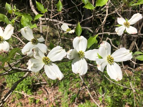 Flowering Dogwood | Glen Arboretum