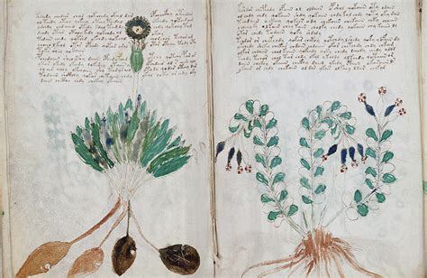 Voynich Manuscript – The Secret to Immortality? - Imperidox