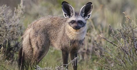 The Bat-Eared Fox | Critter Science