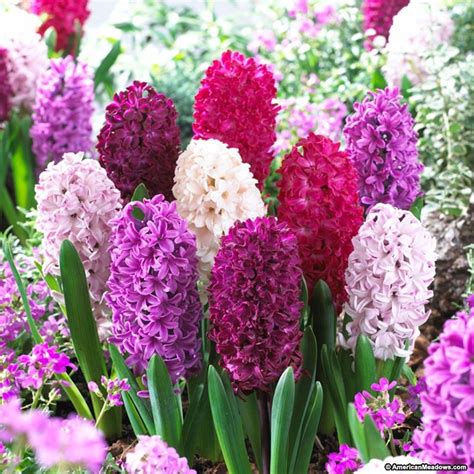 Hyacinth Bulbs Purple Mix | American Meadows | Flower show, Spring ...