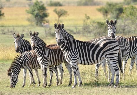 Zebras In Africa