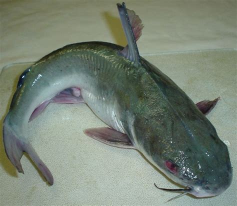 catfish, another common edible fish. | Fish farming, Catfish fishing, Catfish farming