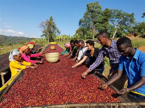 Ethiopia’s Coffee Regions - Ally Coffee - Medium