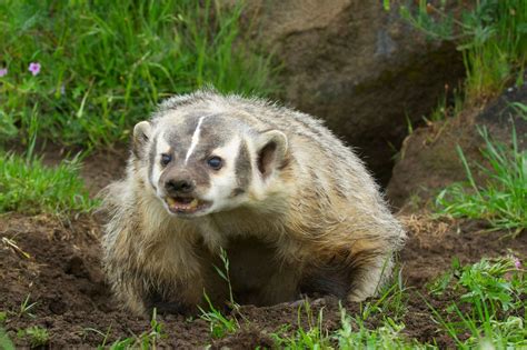 MOSS Field Note #10 - Life Cycle of a Badger by Mell Lerum — Montana Outdoor Science School