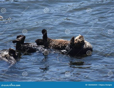 Great Pair of Cuddling Sea Otters in Morro Bay California Stock Photo ...