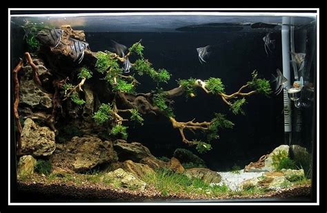 black background | Tropische vissen, Aquarium, Vissen