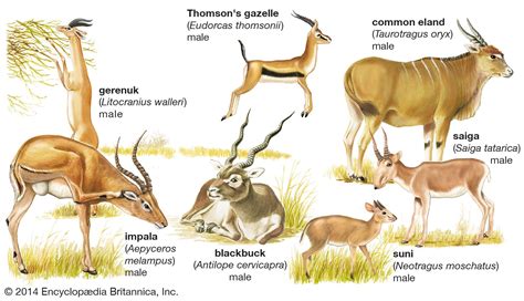 Artiodactyl: antelope types. Seven different kinds of antelopes: the gerenuk (Litocranius ...