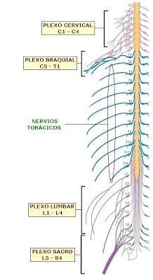 9 ideas de Historia | nervios craneales, anatomia y fisiologia humana ...