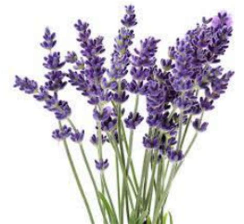 Lavender (Lavandula angustifolia L) [8] | Download Scientific Diagram