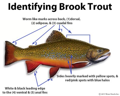 Trout Smart Series: Brook Trout – Fly of the Month Club - Wambolt ...