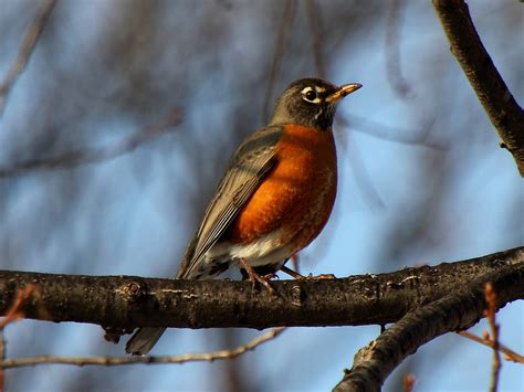 American robin - song / call / voice / sound.