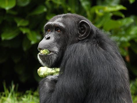 Chimpanzee eating | Flickr - Photo Sharing!