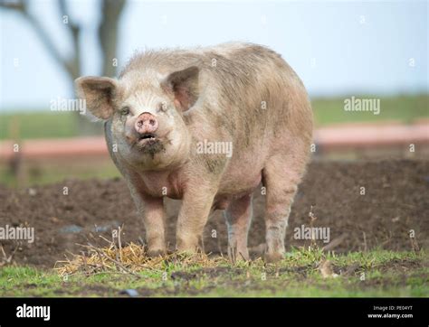 Giant Pigs