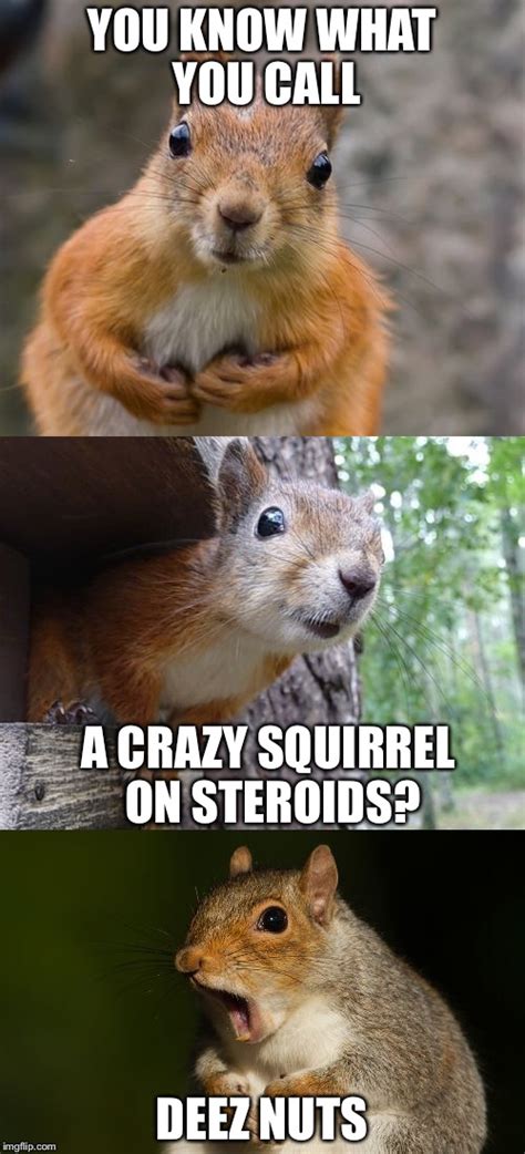 bad pun squirrel - Imgflip