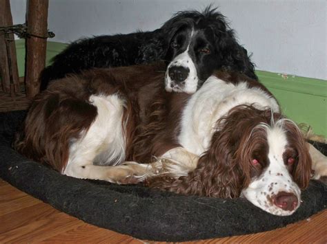 Springer Spaniel Rescue | Springer Haven