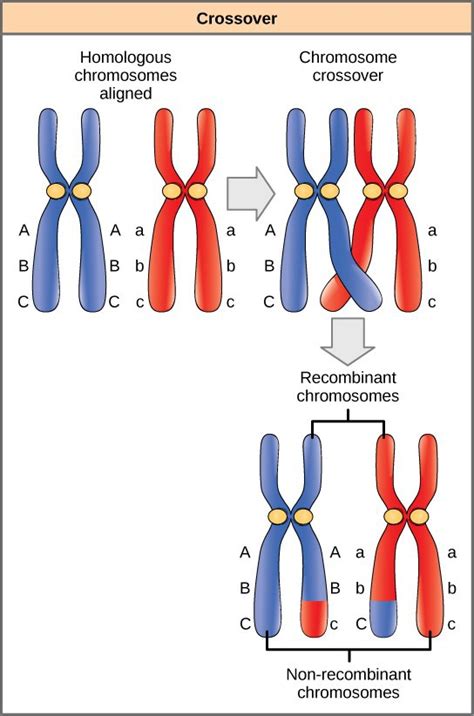 Chapter 18. Mendelian Genetics – Introduction to Molecular and Cell Biology