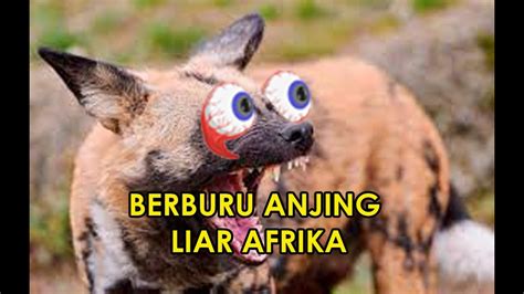 PEMBERANTASAN ANJING LIAR AFRIKA paling seru - YouTube