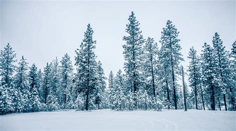 white cold frozen winter forest in washington state | Flickr