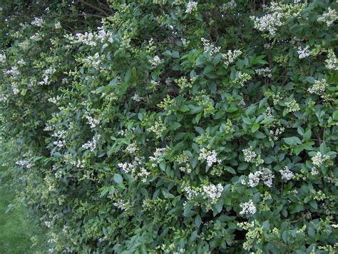 Ligustrum_ovalifolium - California privet | Piante da giardino ...