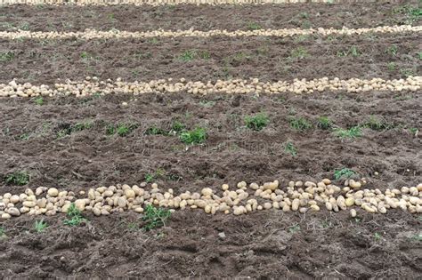 Potato field stock photo. Image of ploughing, field, organic - 29889814