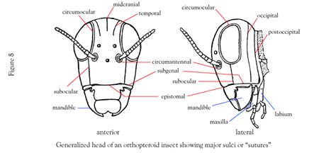 Insect Head Diagram