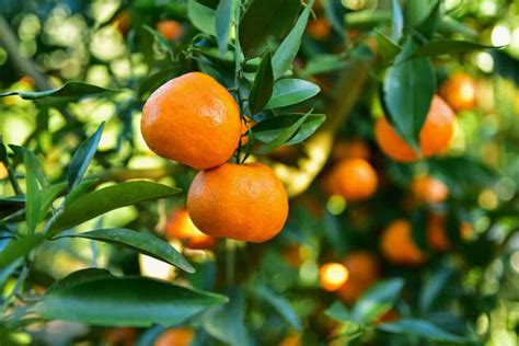 The Honey Tangerine Tree - Minneopa Orchards