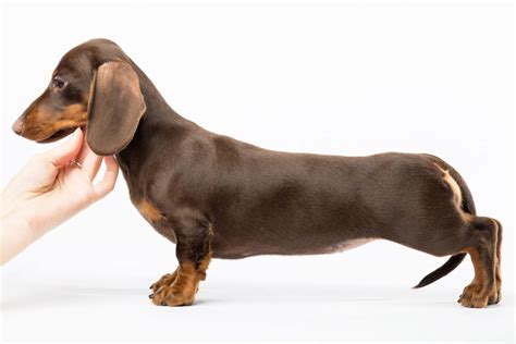 Is My Dachshund Miniature or Standard? - I Love Dachshunds