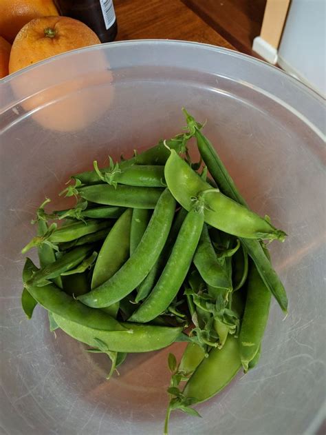 First Peas and Beans #gardening #garden #DIY #home #flowers #roses #nature #landscaping # ...