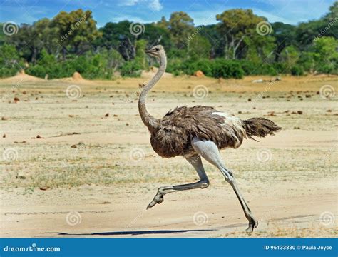 Female Ostrich Running Across the Hwange Plains Stock Photo - Image of blue, cloudscape: 96133830