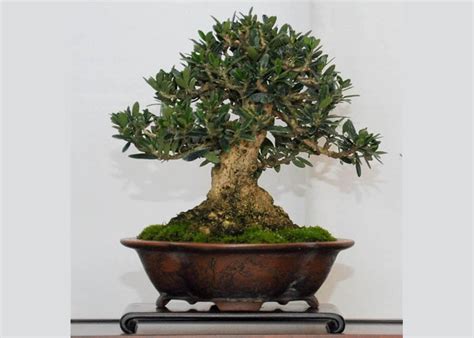 Care guide for the Olive Bonsai tree (Olea europaea) - Bonsai Empire