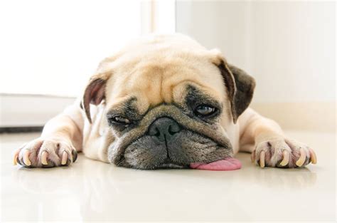 7 ways to Get Rid of Your Dog's Bad Breath - Ollie Blog