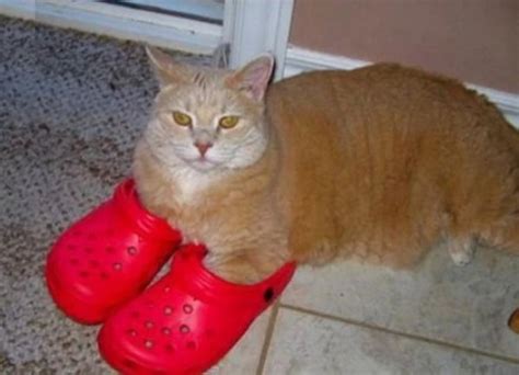 Ten Fashionable Cats Wearing Their Human Owner's Shoes