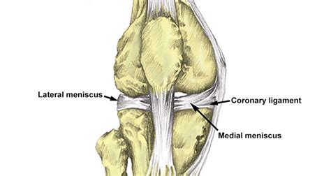 Coronary Ligament Knee