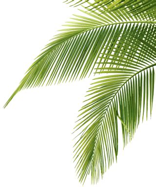 Palm PNG, Palm Transparent Background - FreeIconsPNG