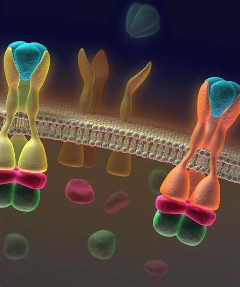 Signal transduction pathways