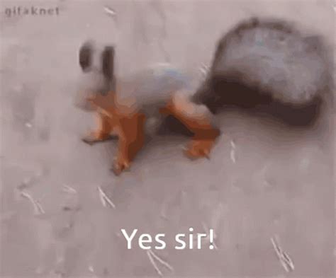 Funny Squirrel GIFs | Tenor