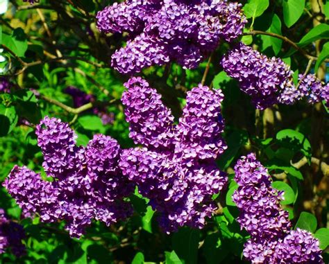 Lilac: An old-fashioned, favorite shrub - MSU Extension