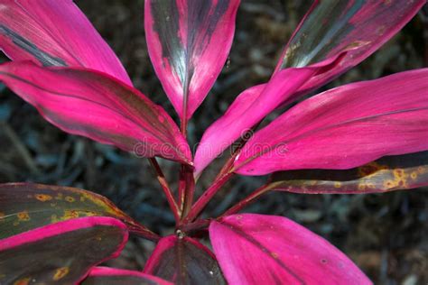 Bright pink leaves stock photo. Image of colour, palm - 53100142