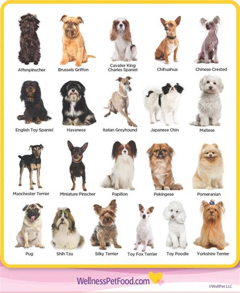 Types Of Small Dogs, Types Of Dogs Breeds, Cute Small Dogs, Cute Dogs Breeds, Different Dogs ...