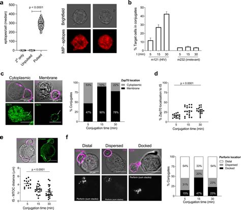 Time course of immunological synapse (IS) formation by... | Download Scientific Diagram