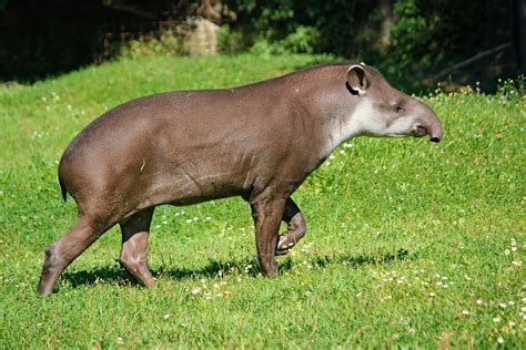 Tapir Animal Facts - Learn More About The Tapir