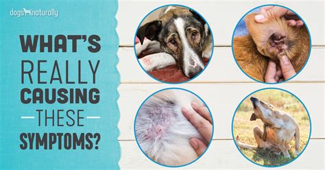 Atopic Dermatitis in Dogs: A Holistic Healing Approach - Dogs Naturally