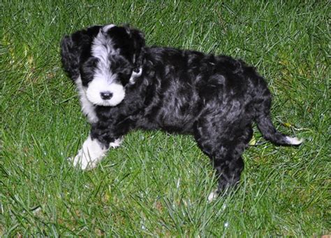 Portuguese Water Dog - Rescue, Puppies, Breeders, Temperament, Price ...