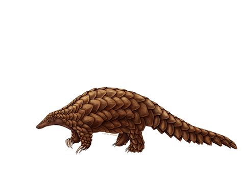 The Tongue Adaptations of the Pangolin – Katelyn McDonald