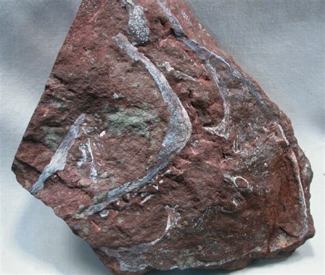 Agnathan Cephalaspid Fish Fossils