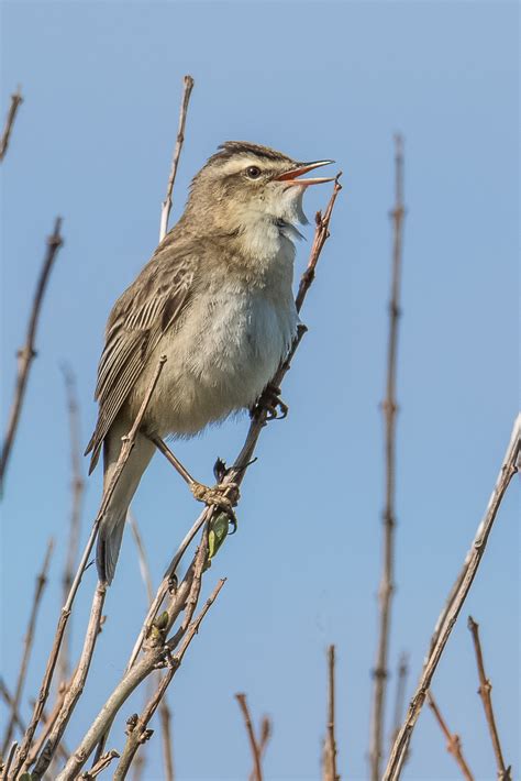 Sedge Warbler | BirdForum