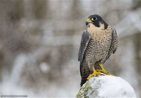 🔥 [50+] Peregrine Falcon Wallpapers | WallpaperSafari