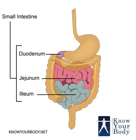 Small Intestine - Function, Anatomy, Location, Length and Diagram