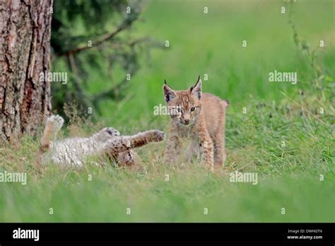 Eurasian Lynx (Lynx lynx), cubs Stock Photo - Alamy